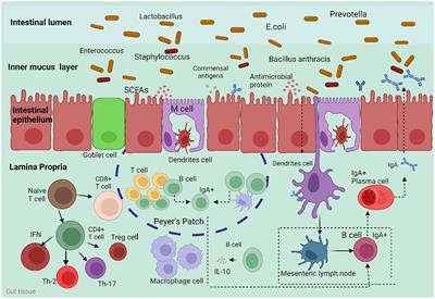 Crosstalk between gut microbiota and host immune system and its response to traumatic injury